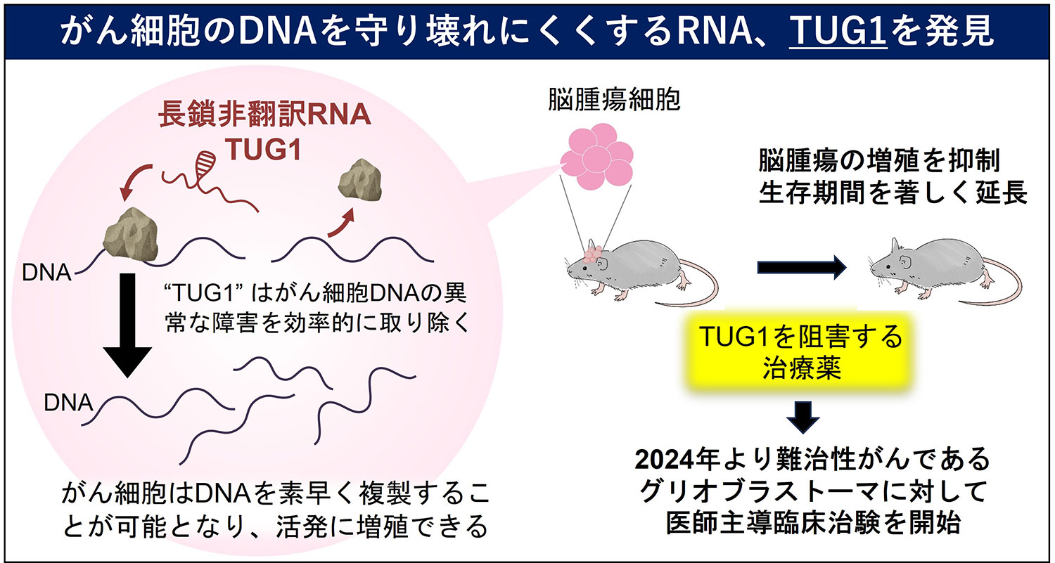 長鎖非翻訳RNAによるがんの病態形成