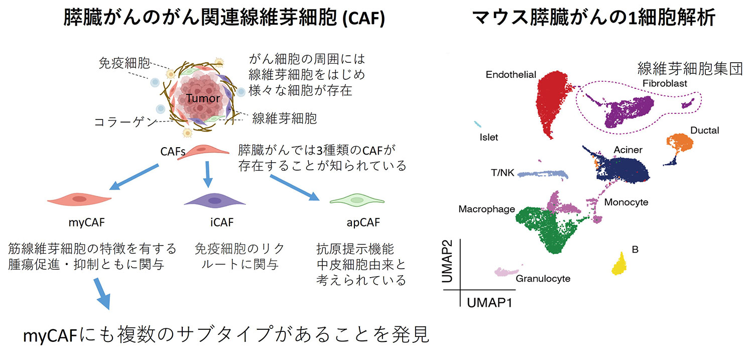線維芽細胞によるがんの病態形成