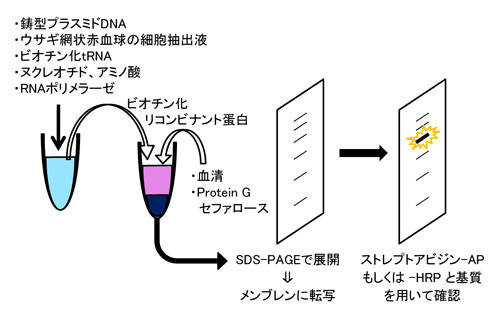 （画像）試験管内転写翻訳系を用いた免疫沈降法