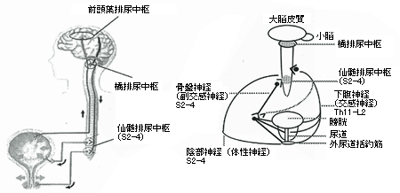 括約筋 内 尿道