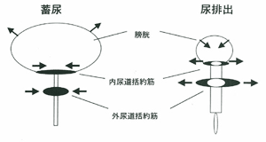 括約筋 内 尿道