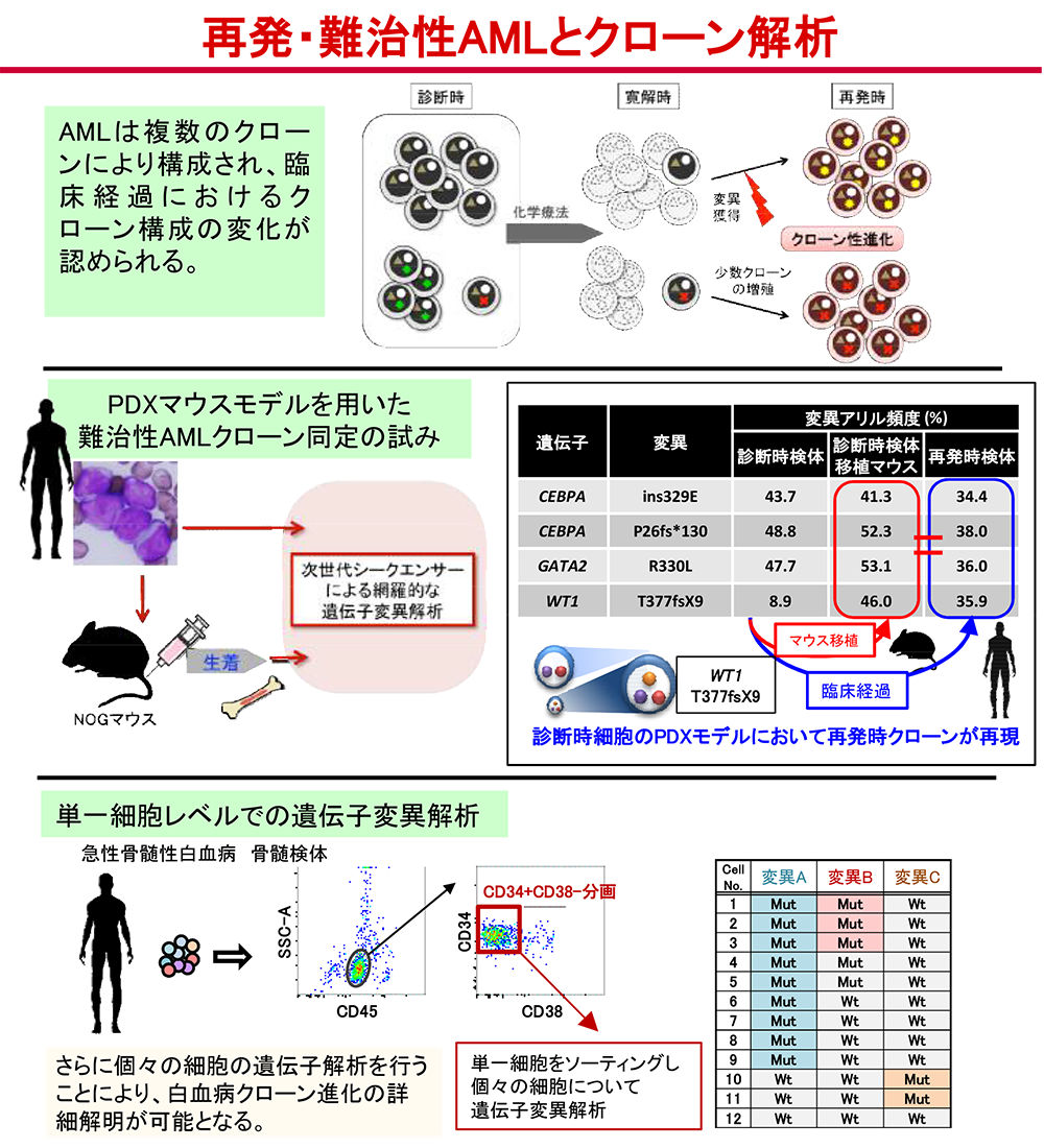 急性骨髄性白血病の発症・進展過程における分子異常とクローン進化の解明