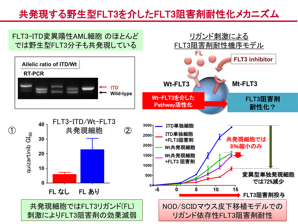 共発現する野生型FLT3を介したFLT3阻害剤耐性化メカニズム