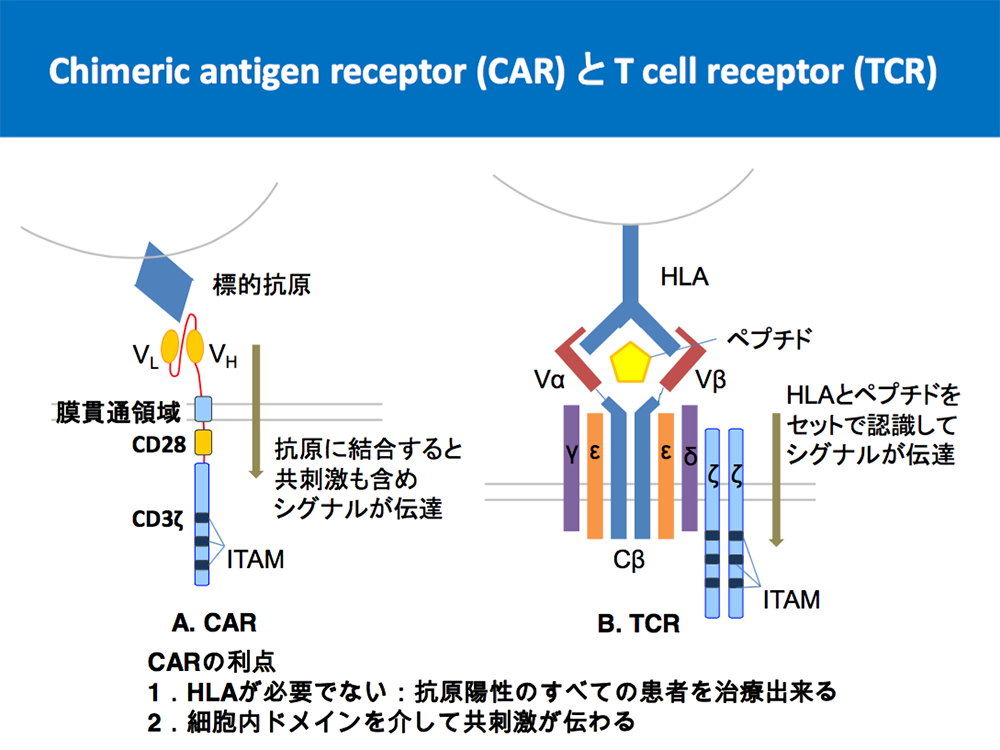 Chimeric antigen receptor (CAR) と T cell receptor (TCR)