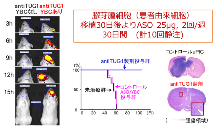 図2　antiTUG1製剤の有効性.png