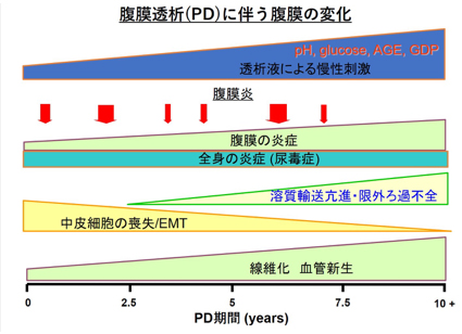 腹膜透析(PD)に伴う腹膜の変化