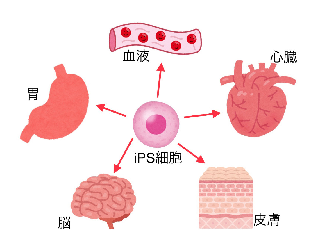 脂肪由来幹細胞を用いた再生医療 名古屋大学大学院医学系研究科 腎臓内科