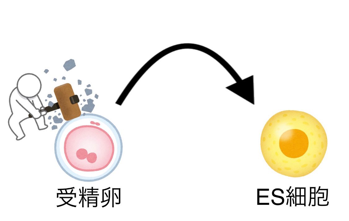 ES細胞