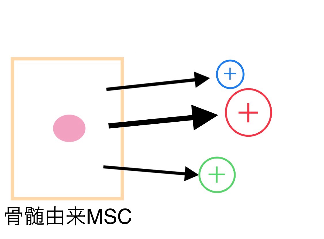 脂肪由来幹細胞を用いた再生医療 名古屋大学大学院医学系研究科 腎臓内科