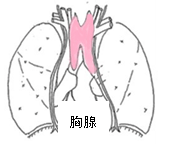 胸腺