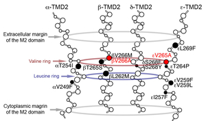 Fig06_Valine_ring.jpg