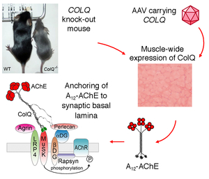 Fig08_Protein_anchoring_color.jpg