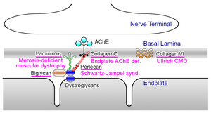 Fig12_NMJ_ECM.jpg