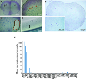 Fig13_LCM_of_mouse_spinal_cord.jpg