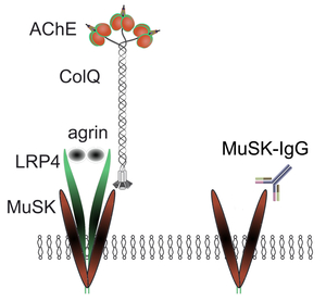 Fig16_Anti-MuSK_blocks_ColQ_and_LRP4.jpg