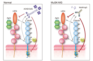 Fig17_Anti-MuSK_Scheme.jpg