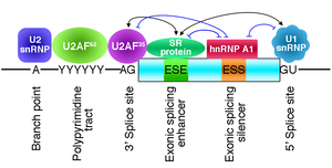 Fig18_Spliceosome.jpg