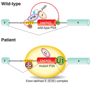 Fig24_hnRNP_L.jpg