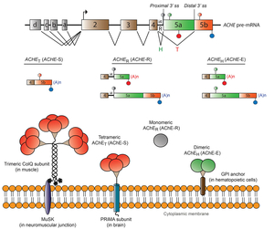 Fig27_AChE_scheme.jpg