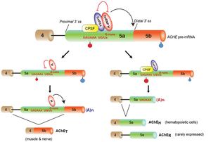 Fig28_AChE_splicing_scheme.jpg