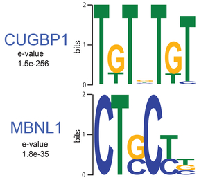 Fig30_MBNL1_CUGBP1_motifs.jpg