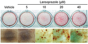 Fig43_Lansoprazole_osteogenesis.jpg