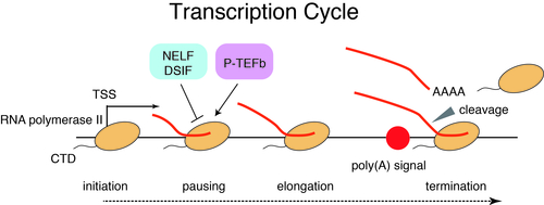 HP譖ｴ譁ｰ・亥・蟄占・逖榊ｭｦ・噂Suzuki_lab_Fig4.jpgのサムネイル画像