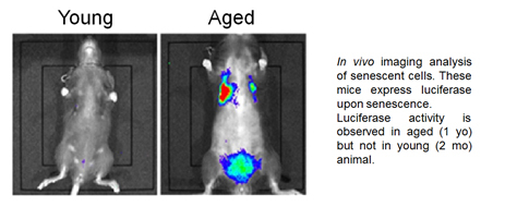 mol-aging_e.jpg