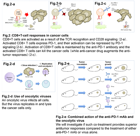 immunology02.jpg