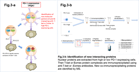 immunology_en_project03.jpg