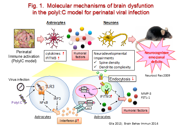 neuropsycho-pharmacology1.jpg