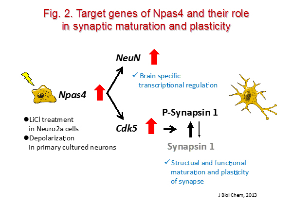 neuropsycho-pharmacology2.jpg