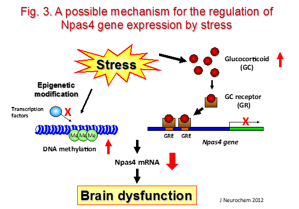 neuropsycho-pharmacology3.jpg