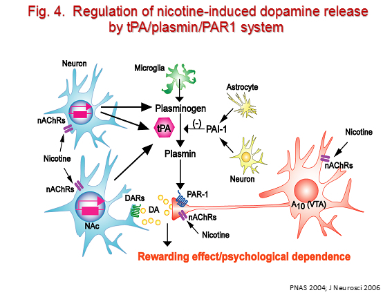 neuropsycho-pharmacology4.jpg