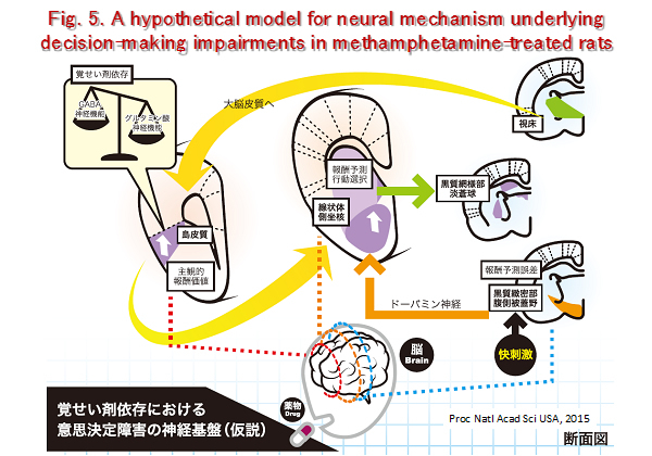 neuropsycho-pharmacology5.jpg