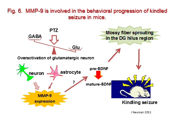 neuropsycho-pharmacology6.jpg