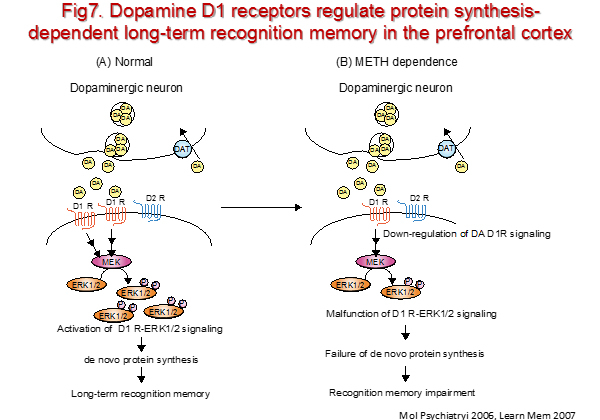 neuropsycho-pharmacology7.jpg