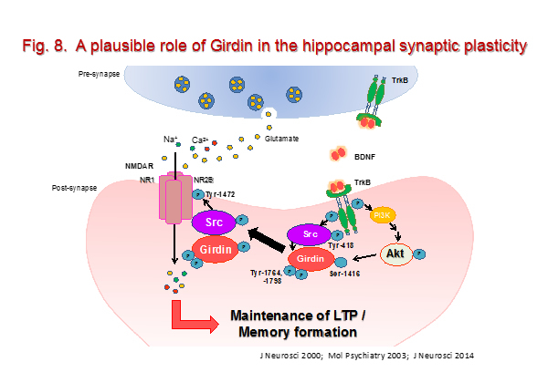 neuropsycho-pharmacology8.jpg