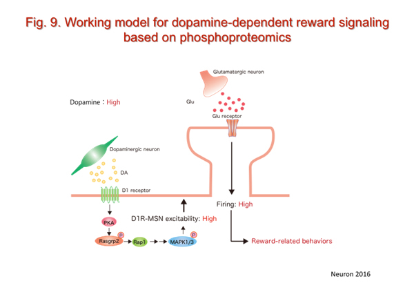 neuropsycho-pharmacology9.jpg