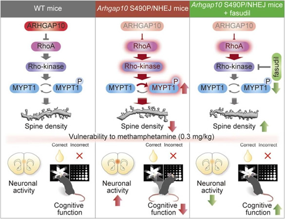 Fig. 1. A Rho kinase inhibitor ameliorates cognitive deficits and spine formation abnormalities in Arhgap10 S490P/NHEJ mice. (Tanaka et al., Pharmacol Res, 2023;187: 106589, CC BY-NC ND)