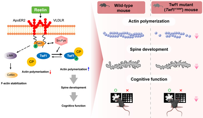 Fig. 2. Phosphorylation of Twinfilin 1 (Twf1) contributes to Reelin-mediated actin remodeling and spine formation, and plays a role in learning and memory. (Dong et al., Pharmacol Res, 2025; 221:107986, CC BY-NC-ND)