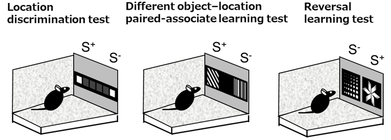 Fig. 3. Development of a system for early detection of cognitive impairment in an Alzheimer’s disease mouse model.