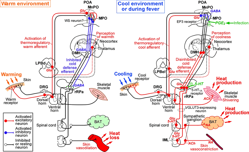 physiol2_01.gif