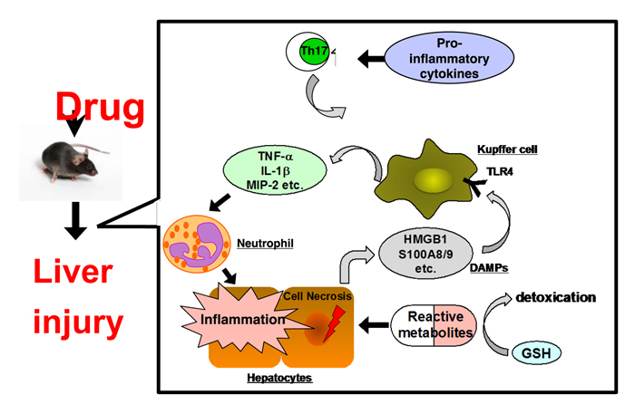 toxicogenomics_en_project1.jpg