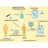 Nagoya University and Chulalongkorn University, Collaboration in Thailand -Successful treatment of malignant lymphoma using non-viral vector-based CAR-T cells-