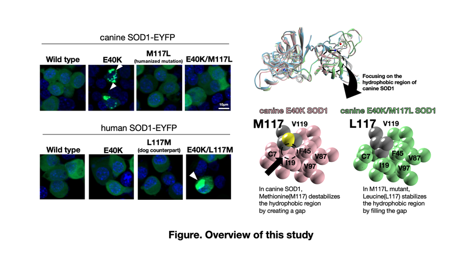 Elucidating a mechanism of species-specific aggregation of canine SOD1 with a degenerative myelopathy-linked mutation