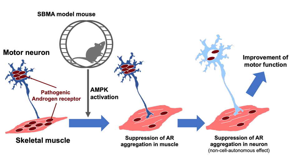 Exercise attenuates polyglutamine-mediated neuromuscular degeneration －Toward the development of early exercise therapy for polyglutamine diseases－