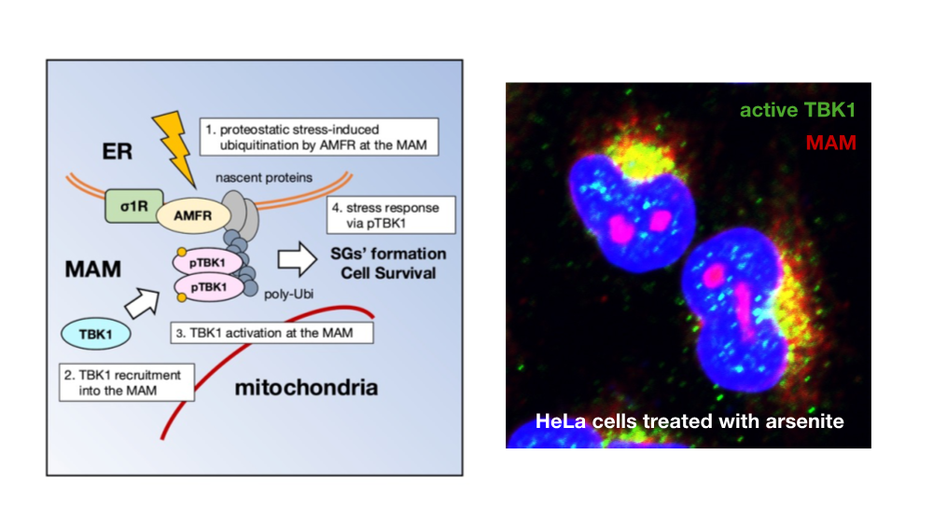 Elucidating the mechanism of disrupted proteostatic stress response mediated by the mitochondria-associated membranes in amyotrophic lateral sclerosis (ALS)