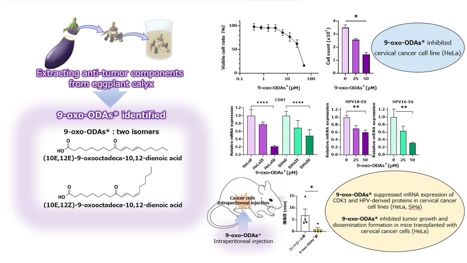 9-oxo-ODAs suppresses the proliferation of human cervical cancer cells through the inhibition of CDKs and HPV oncoproteins