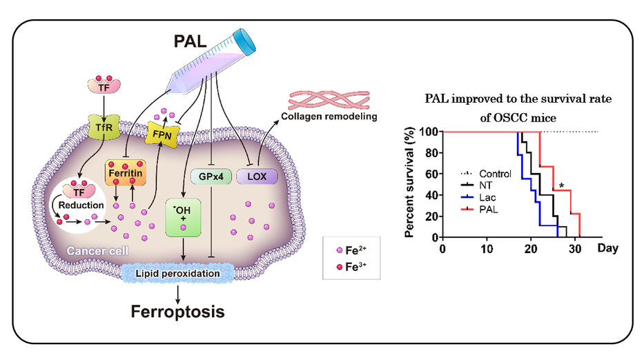Ferroptosis induced by plasma-activated Ringer's lactate solution prevents oral cancer progression
